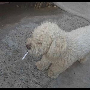 Meet your Posher, Alejandra